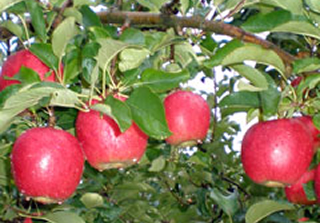 【100円割引】奥久慈大子 仲野りんご園